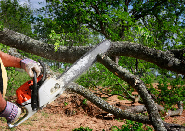 Leaf Removal in New Baltimore, VA